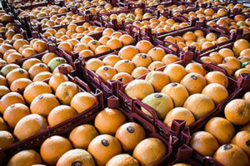  دلیل گران شدن قیمت پرتقال چیست؟