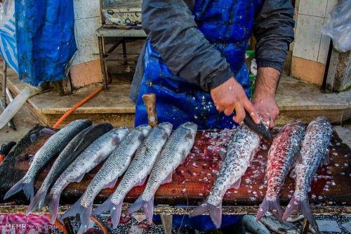  نرخ انواع ماهی در بازار + جدول