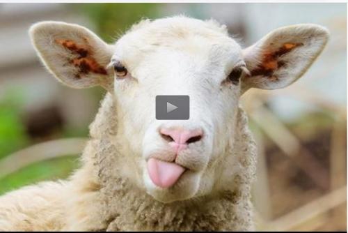  فیلم/ واکنش گوسفند به فروش آنلاین گوشت