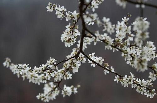 عکس/ شکوفه‌های بهاری در جاده اسالم به خلخال 