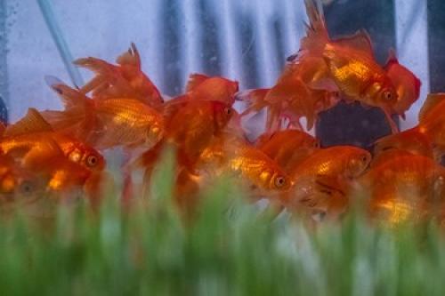 عکس/پرورش ماهی قرمز در گیلان