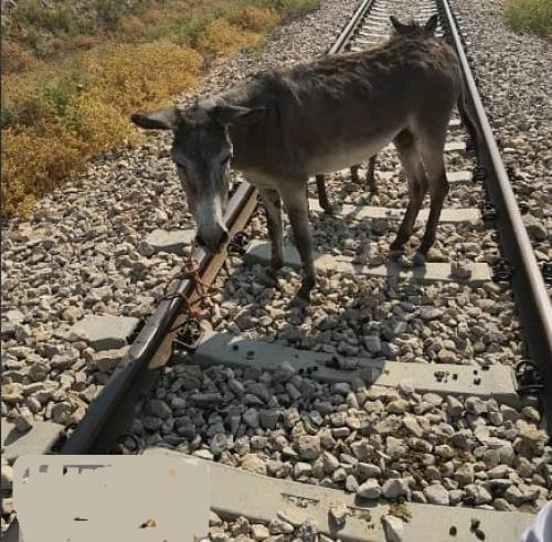حیوان آزاری این بار با بستن حیوان به ریل راه آهن! +عکس 