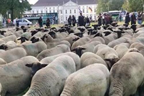 فیلم/ تجمع اعتراضی گوسفندان آلمانی