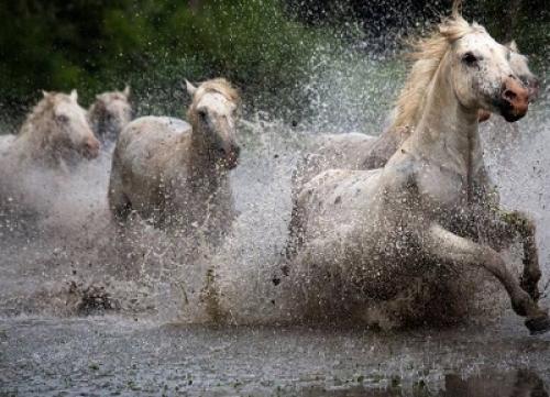 عکس/عبور اسب‌های وحشی از رودخانه