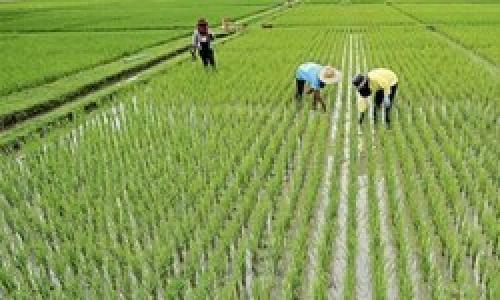 کم کردن محدودیت های کشت برنج 
