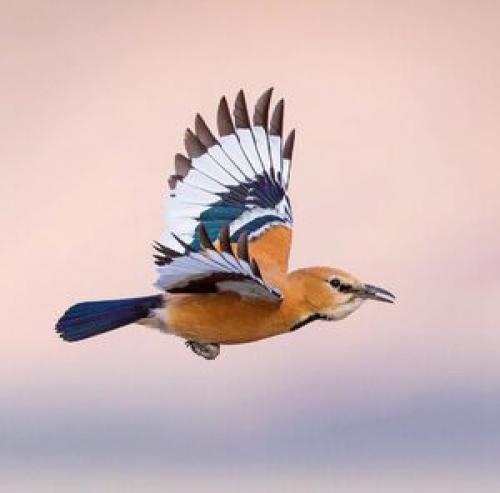  تصویری زیبا از پرنده‌ای کمیاب