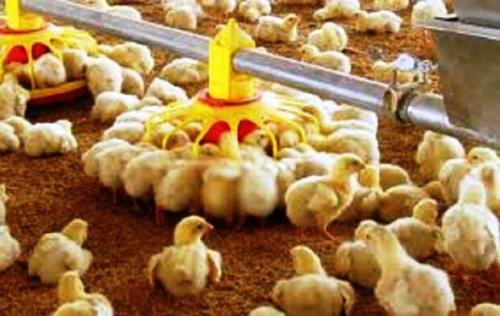 عدم کمبود عرضه مرغ در کشور