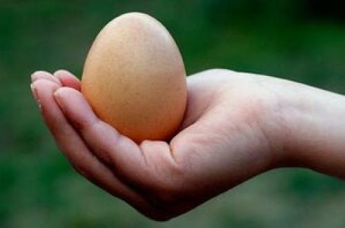       خواص تخم مرغ برای سلامتی