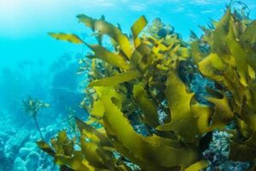 کشف ماده‌ای از جلبک دریایی برای مقابله با کرونا