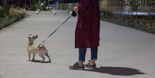 جولان سگ‌ها در پارک های تهران در روزهای کرونایی