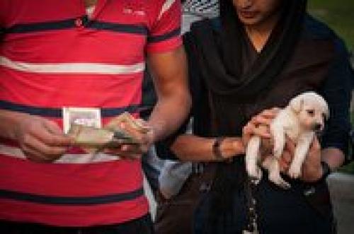 بازار خرید و فروش سگ در تهران +فیلم