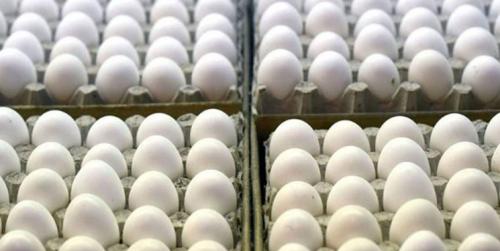هر شانه تخم مرغ 20 هزار تومان  