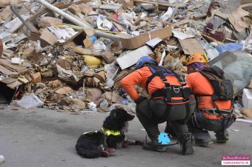 سگ امدادگر در خرابه‌های بیروت