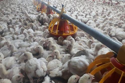 قیمت تمام شده تولید مرغ چقدر است؟