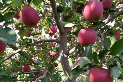 باغدار مراغه‌ای در تولید سیب رکورد زد