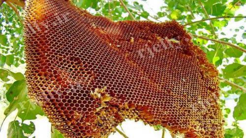 تبلیغ زنبور عسل وحشی در فضای مجازی