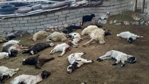 گوسفندان قربانی حمله گرگ‌های دالاهو