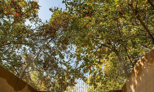 درختان خرمالوی کوچه باغ‌های شیراز