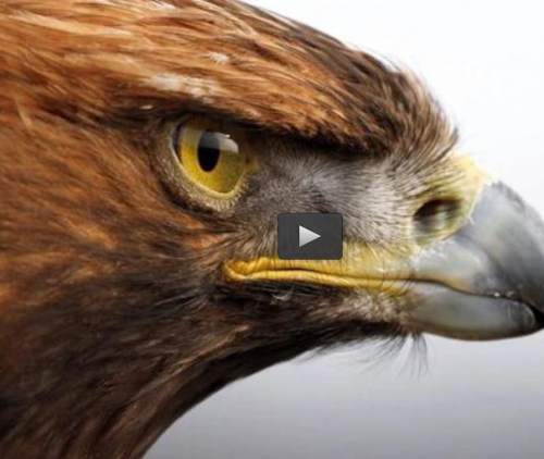  فیلم/ شکار بی نظیر عقاب طلایی در حیات وحش