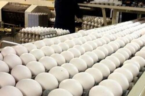 عوارض جدیدبرای صادرات تخم مرغ