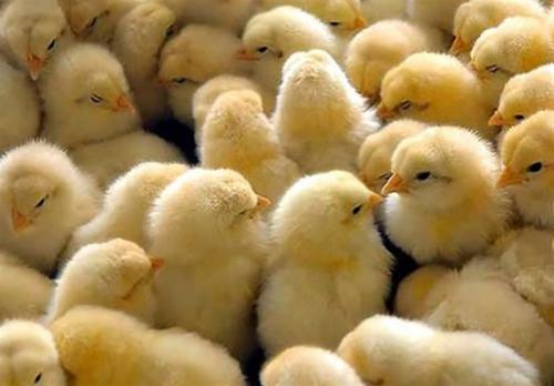 افزایش ۲۰ درصدی عملیات جوجه ریزی در مرغداری‌ها