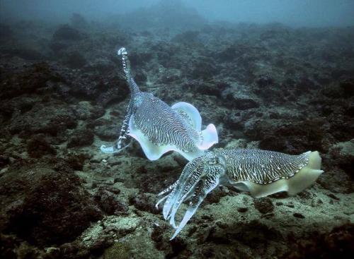  عکس/ شگفتی‌های دنیای زیر آب