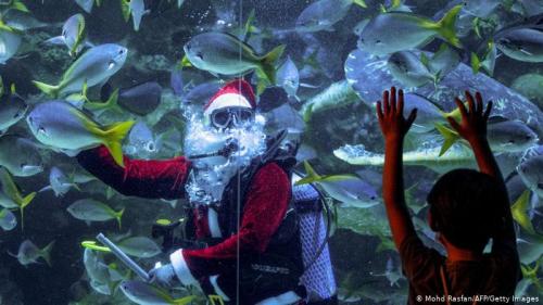 عکس/هدیه کریسمس برای ماهی‌ها 