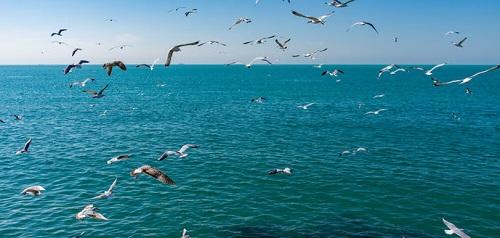 آواز مرغان دریایی در خلیج فارس