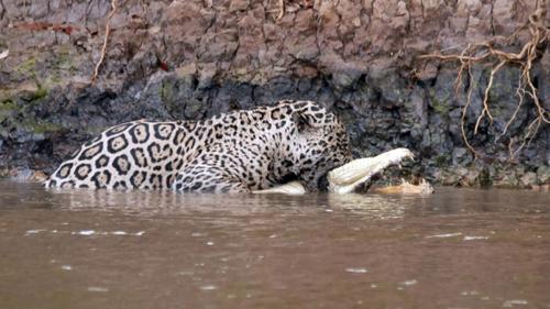  شکار ماهرانه تمساح توسط جگوار 