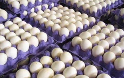 دولت تدبیر ناتوان در کنترل قیمت تخم‌مرغ