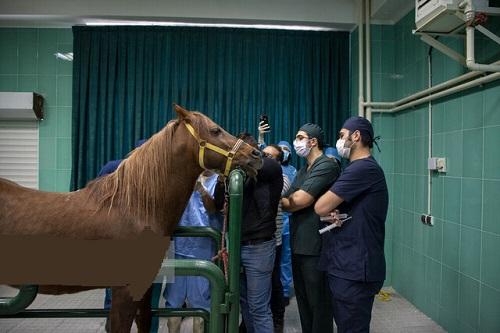  لنزگذاری چشم اسب برای اولین بار در کشور