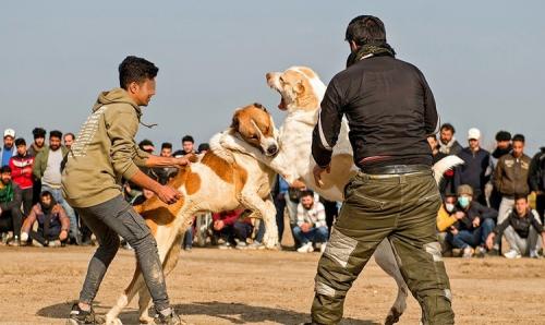 بازداشت عوامل برگزاری جنگ سگ ها
