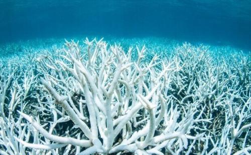  مرگ جمعی مرجان‌ها در آب‌های جنوب