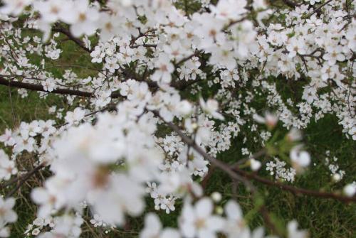 عکس/ رویش شکوفه‌های بهاری در نیمه زمستان