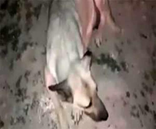  زنده سوزاندن 2 توله سگ در نسیم شهر / سگ مادر گریه می کند؟!