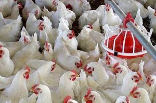  فروش مرغ بیشتر از ۲۳ هزار تومان سودجویی است