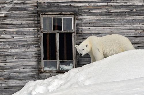 خرس های سفید قطبی