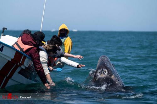  عکس/ تماشای نهنگ در مکزیک