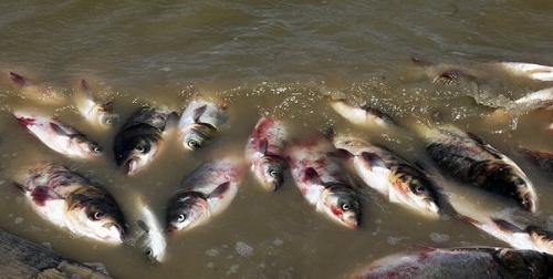  ردپای پتروشیمی لردگان در مرگ ۲۷۰ تن ماهی