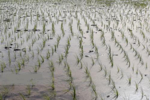 خودکفایی در تولید برنج با کشت ارقام هسته‌ای برنج "روشن" و "شهریار"