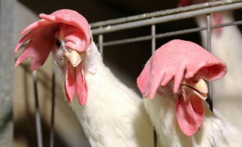  دولت روحانی با صنعت مرغ چه کرد؟