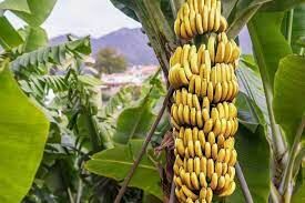 برداشت موز تا حالا دیده بودین؟+ فیلم برداشت موز تا حالا دیده بودین؟+ فیلم