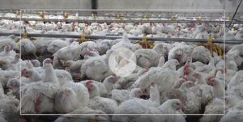  شاخص قیمت تولید مرغ ۵۸ دصد گران شد
