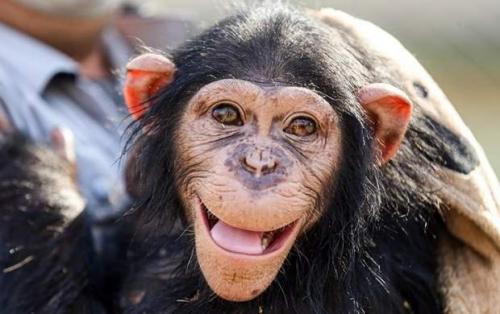 شامپانزه باغ وحش ارم هم رفت! +عکس