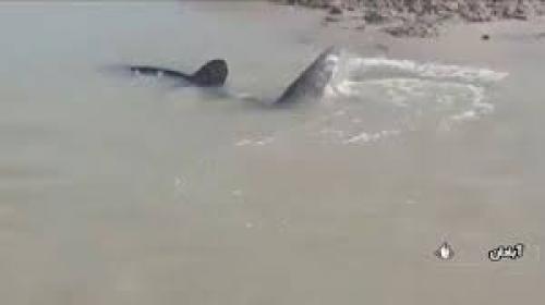 یک کوسه بزرگ در رودخانه کرخه مردم را به وحشت انداخت 