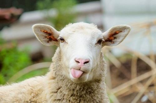 عکس/ حمام گوسفندان در آستانه عید قربان