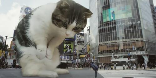 گربه غول پیکر در ژاپن