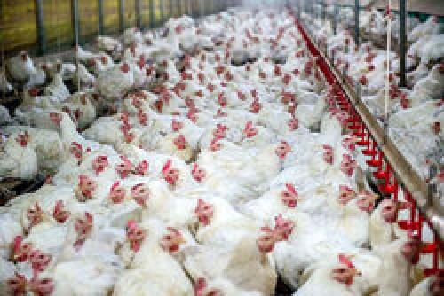  ضرر ۳۰۰میلیون تومانی به خاطر تولید مرغ چاق‌تر!
