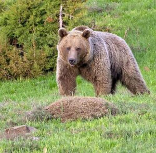  حمله خرس به عشایر کوهرنگی