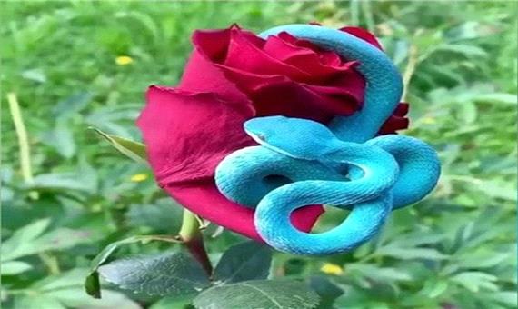همنشینی زیبایی با خطر همنشینی زیبایی با خطر